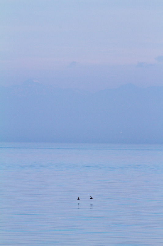 Rhinoceros Auklets In Flight